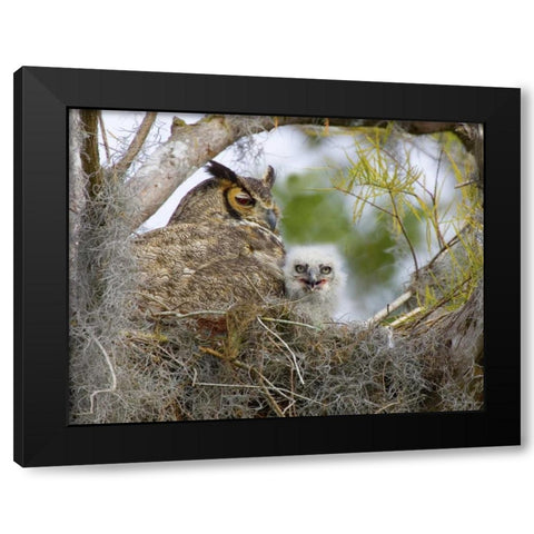 FL, Boynton Beach Great horned owl and chick Black Modern Wood Framed Art Print with Double Matting by Williams, Joanne
