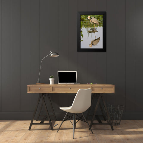 FL, Delray Beach Great blue heron reflection Black Modern Wood Framed Art Print by Williams, Joanne