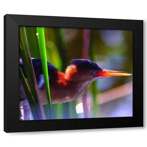 FL, Least bittern male in Wakodahatchee Wetlands Black Modern Wood Framed Art Print by Williams, Joanne