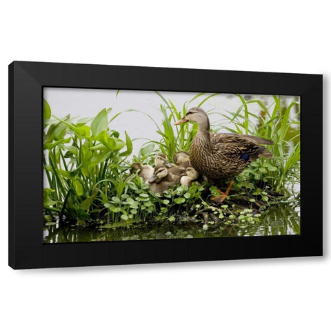 FL, Delray Beach Mottled duck parent and chicks Black Modern Wood Framed Art Print with Double Matting by Williams, Joanne