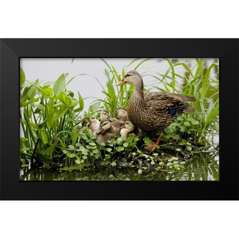 FL, Delray Beach Mottled duck parent and chicks Black Modern Wood Framed Art Print by Williams, Joanne