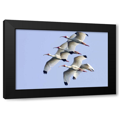USA, Florida, Everglades NP Flying ibises Black Modern Wood Framed Art Print by Williams, Joanne