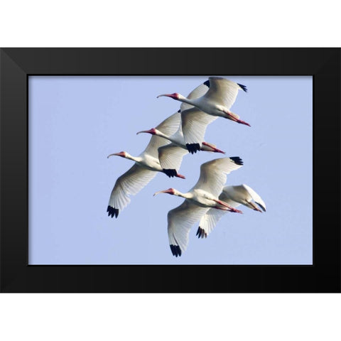 USA, Florida, Everglades NP Flying ibises Black Modern Wood Framed Art Print by Williams, Joanne