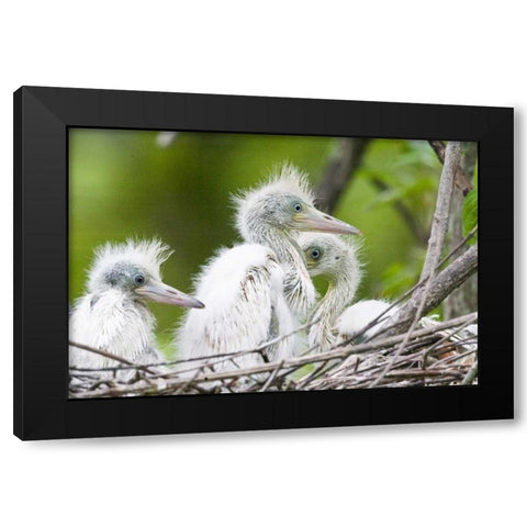FL, Everglades NP Little blue heron chicks Black Modern Wood Framed Art Print with Double Matting by Williams, Joanne
