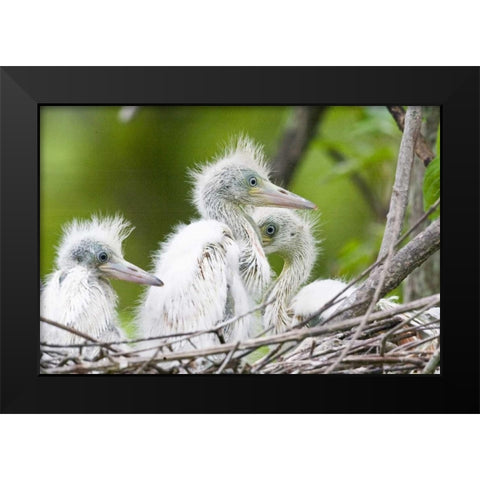 FL, Everglades NP Little blue heron chicks Black Modern Wood Framed Art Print by Williams, Joanne