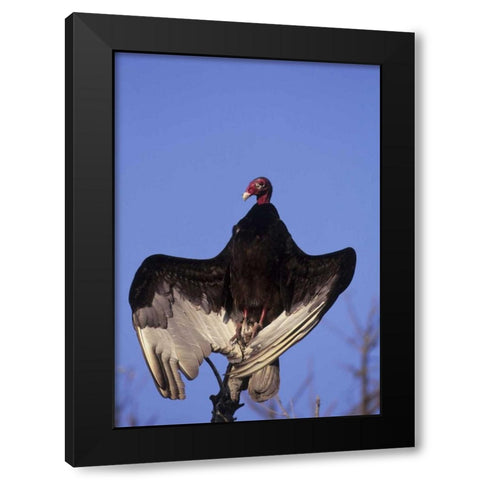 FL, Everglades NP Turkey vulture on dead tree Black Modern Wood Framed Art Print by Williams, Joanne