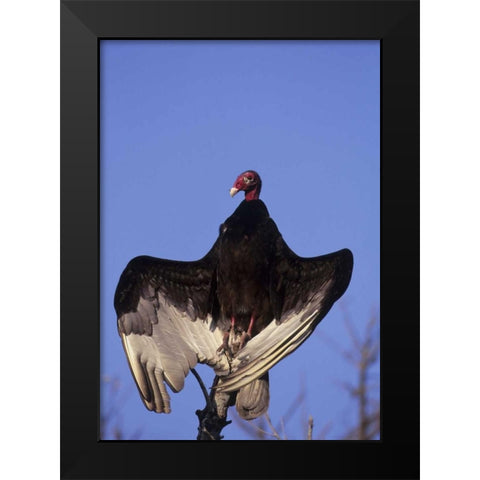 FL, Everglades NP Turkey vulture on dead tree Black Modern Wood Framed Art Print by Williams, Joanne