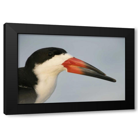 FL, Fort DeSoto Park, Mullet Key Black skimmer Black Modern Wood Framed Art Print with Double Matting by Morris, Arthur