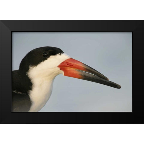 FL, Fort DeSoto Park, Mullet Key Black skimmer Black Modern Wood Framed Art Print by Morris, Arthur