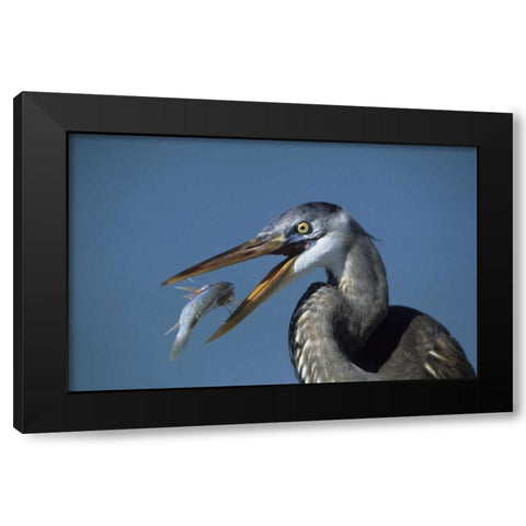 FL, Ft DeSoto Beach Great blue heron with fish Black Modern Wood Framed Art Print with Double Matting by Williams, Joanne