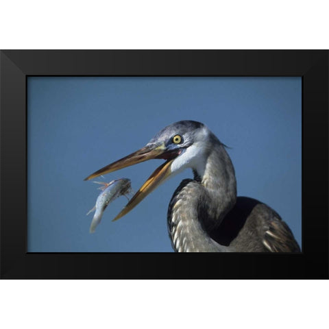 FL, Ft DeSoto Beach Great blue heron with fish Black Modern Wood Framed Art Print by Williams, Joanne