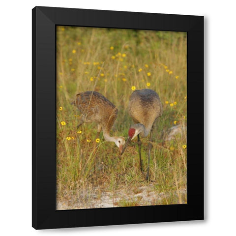 FL, Parent feeds sandhill crane chick a mayfly Black Modern Wood Framed Art Print with Double Matting by Morris, Arthur
