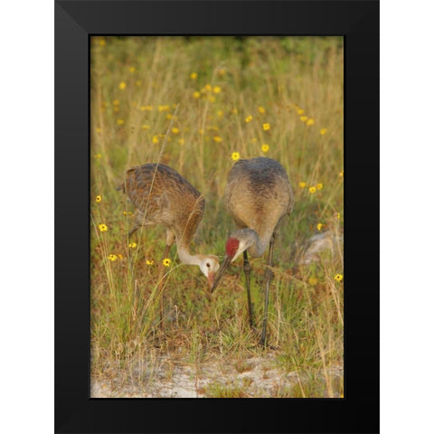 FL, Parent feeds sandhill crane chick a mayfly Black Modern Wood Framed Art Print by Morris, Arthur