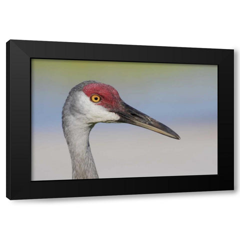 FL Sandhill crane adult with sand on bill Black Modern Wood Framed Art Print by Morris, Arthur