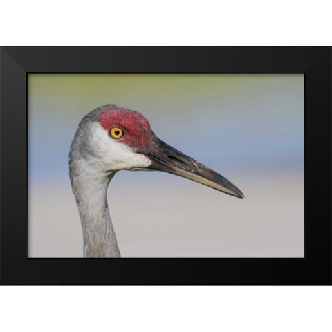 FL Sandhill crane adult with sand on bill Black Modern Wood Framed Art Print by Morris, Arthur