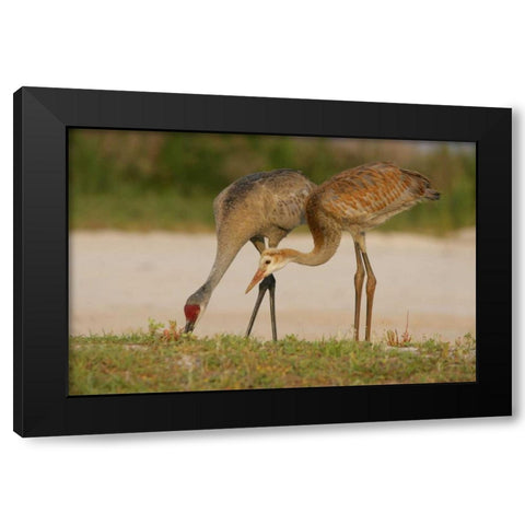 FL, Sandhill crane waits for food from parent Black Modern Wood Framed Art Print by Morris, Arthur