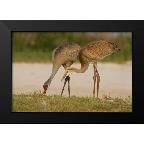 FL, Sandhill crane waits for food from parent Black Modern Wood Framed Art Print by Morris, Arthur