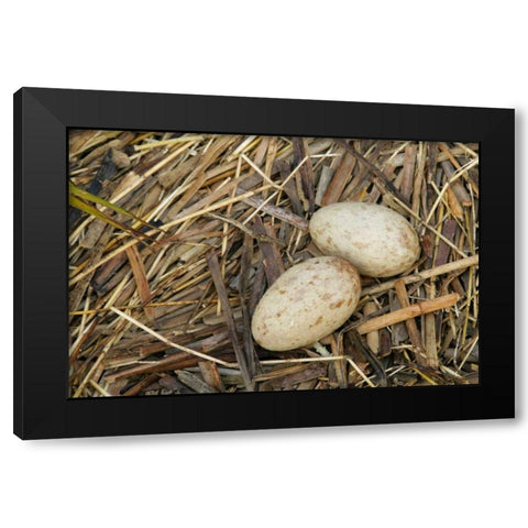 FL, Indian Lake Estates Sandhill crane eggs Black Modern Wood Framed Art Print with Double Matting by Morris, Arthur