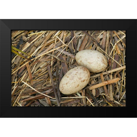 FL, Indian Lake Estates Sandhill crane eggs Black Modern Wood Framed Art Print by Morris, Arthur