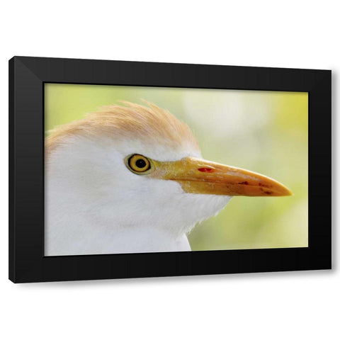 FL, Lake Kissimmee Portrait of cattle egret head Black Modern Wood Framed Art Print by Morris, Arthur