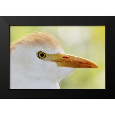 FL, Lake Kissimmee Portrait of cattle egret head Black Modern Wood Framed Art Print by Morris, Arthur