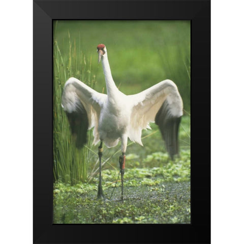 FL Whooping crane with tracking device on leg Black Modern Wood Framed Art Print by Williams, Joanne