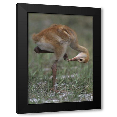 FL, Lake Kissimmee Sandhill crane chick  Black Modern Wood Framed Art Print by Williams, Joanne
