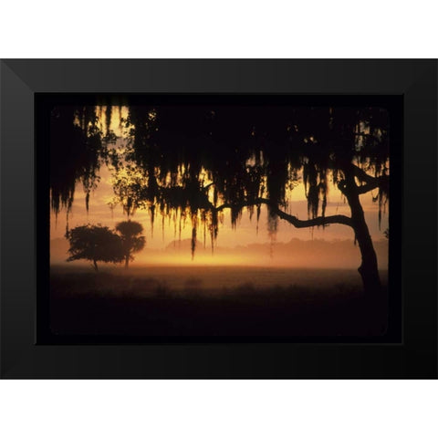 FL, Lake Kissimmee Sunrise silhouette of trees Black Modern Wood Framed Art Print by Williams, Joanne