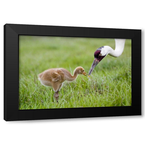 FL, Lake Kissimmee Whooping crane feeds chick Black Modern Wood Framed Art Print by Williams, Joanne