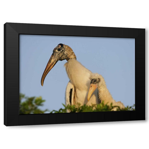 Florida, Lakeland Wood stork chick with parent Black Modern Wood Framed Art Print with Double Matting by Morris, Arthur