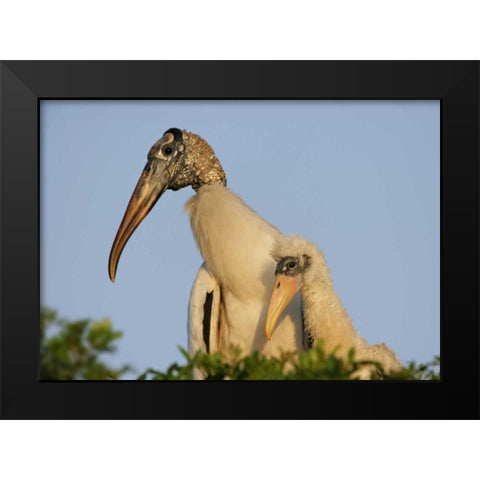 Florida, Lakeland Wood stork chick with parent Black Modern Wood Framed Art Print by Morris, Arthur
