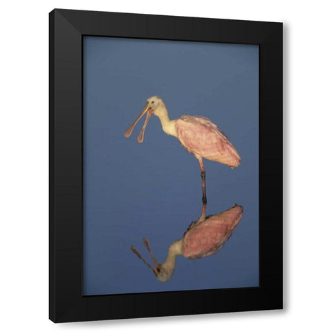 FL Roseate spoonbill reflects in still water Black Modern Wood Framed Art Print with Double Matting by Williams, Joanne
