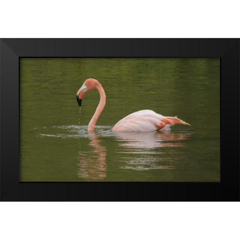 FL, Moreno Point Greater flamingo swimming Black Modern Wood Framed Art Print by Morris, Arthur