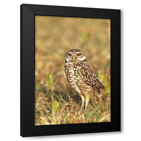 FL, Pompano Beach A burrowing owl Black Modern Wood Framed Art Print by Williams, Joanne