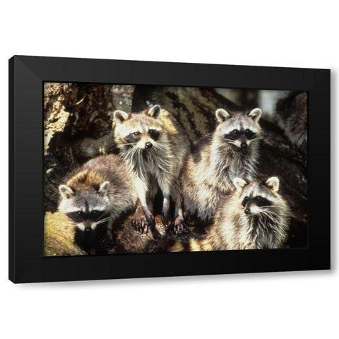 Florida, Silver Springs Raccoon family portrait Black Modern Wood Framed Art Print by Williams, Joanne