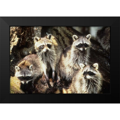Florida, Silver Springs Raccoon family portrait Black Modern Wood Framed Art Print by Williams, Joanne