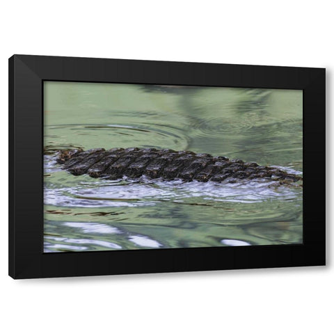 FL American alligator back in water Black Modern Wood Framed Art Print with Double Matting by Morris, Arthur