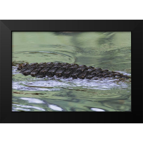 FL American alligator back in water Black Modern Wood Framed Art Print by Morris, Arthur