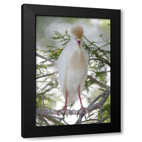 FL Cattle egret in breeding plumage on limb Black Modern Wood Framed Art Print with Double Matting by Morris, Arthur