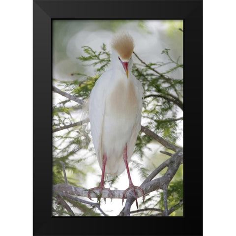 FL Cattle egret in breeding plumage on limb Black Modern Wood Framed Art Print by Morris, Arthur