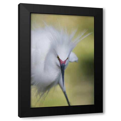 FL Snowy egret with its breeding plumage Black Modern Wood Framed Art Print by Morris, Arthur