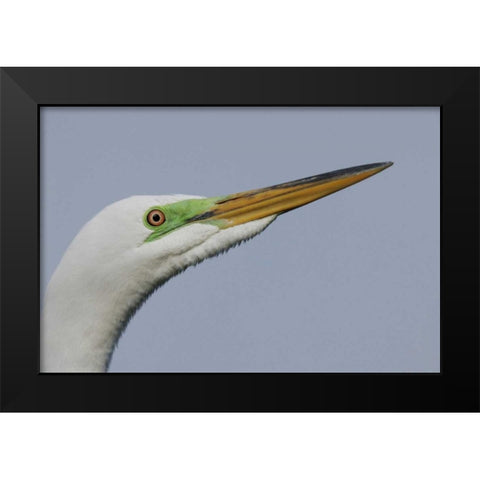 FL Great egret headshot Black Modern Wood Framed Art Print by Morris, Arthur