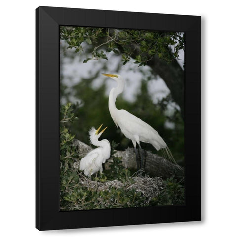 FL Great egret parent in nest with chick Black Modern Wood Framed Art Print by Morris, Arthur