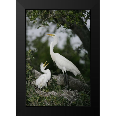 FL Great egret parent in nest with chick Black Modern Wood Framed Art Print by Morris, Arthur