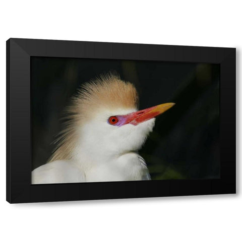 FL Portrait of cattle egret in breeding plumage Black Modern Wood Framed Art Print with Double Matting by Morris, Arthur
