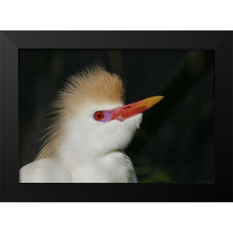 FL Portrait of cattle egret in breeding plumage Black Modern Wood Framed Art Print by Morris, Arthur