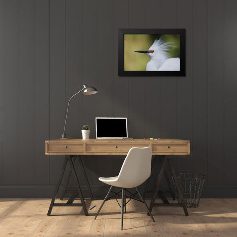 FL Snowy egret in breeding plumage Black Modern Wood Framed Art Print by Morris, Arthur