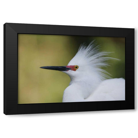 FL Snowy egret in breeding plumage Black Modern Wood Framed Art Print with Double Matting by Morris, Arthur