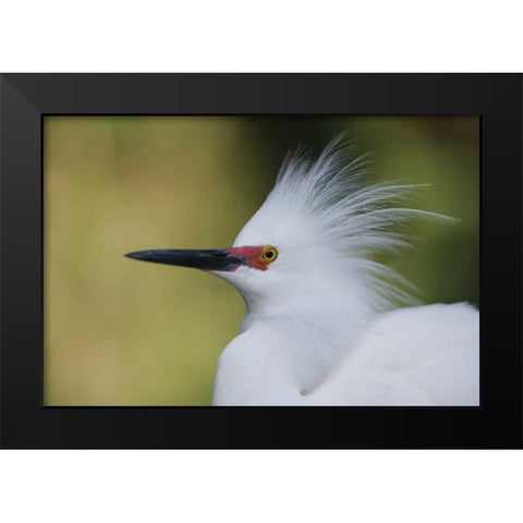 FL Snowy egret in breeding plumage Black Modern Wood Framed Art Print by Morris, Arthur