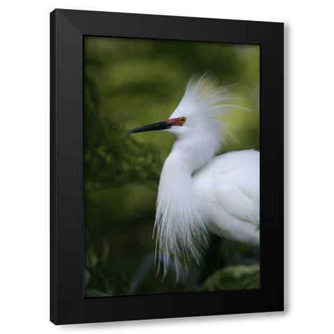 FL Snowy egret in breeding plumage Black Modern Wood Framed Art Print by Morris, Arthur